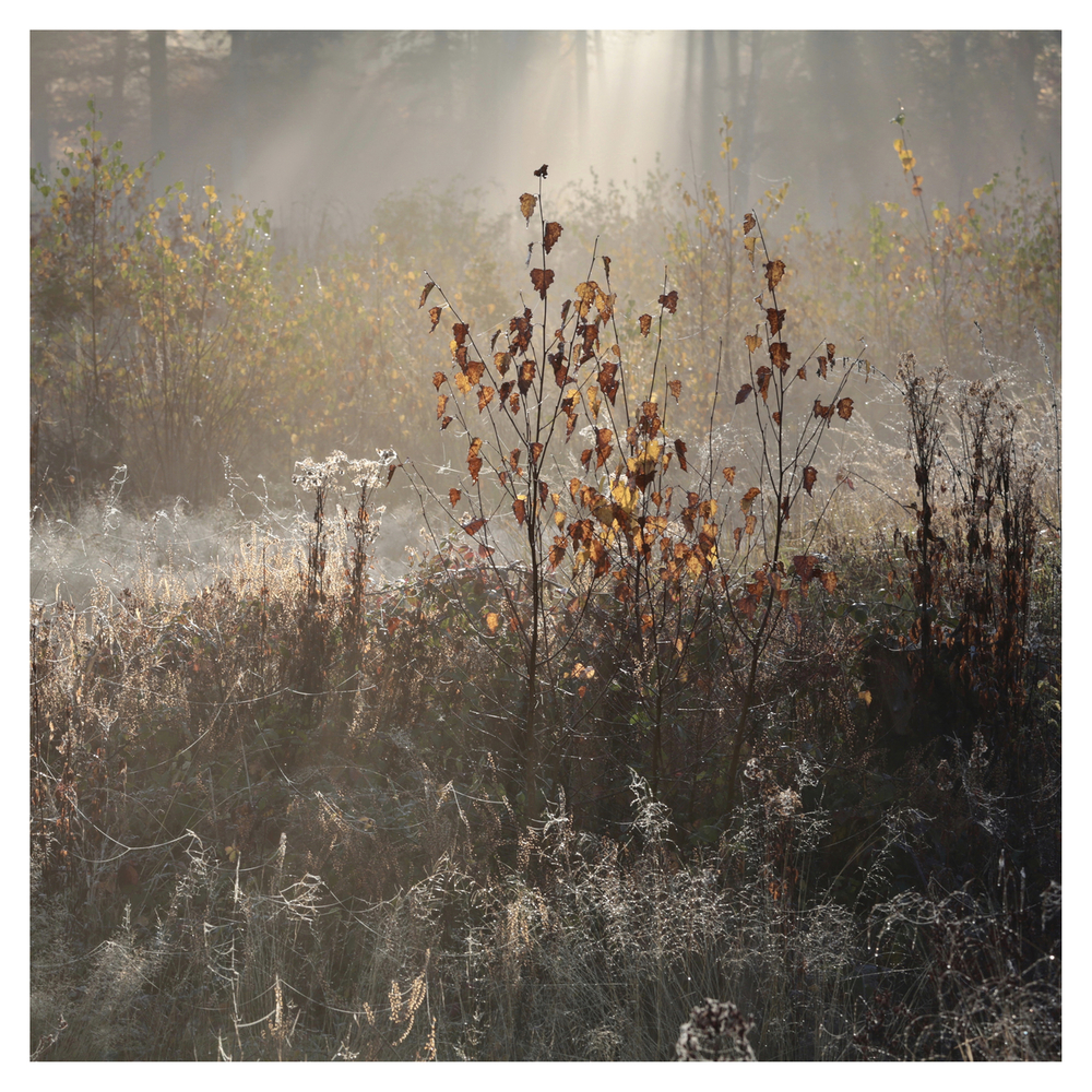 jozef-de-schutter-renaissance-single-in-high-resolution-audio